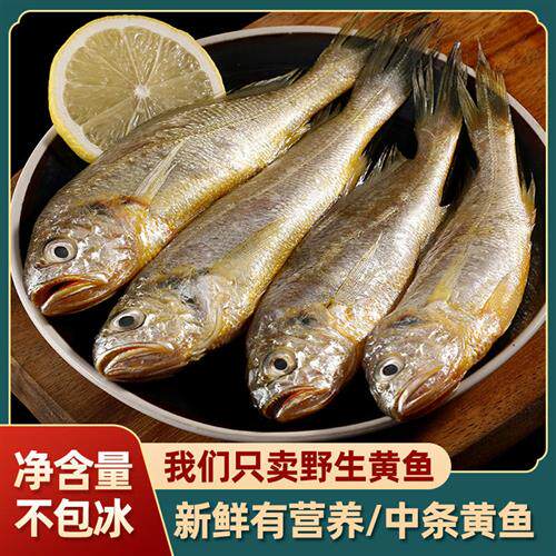深海小黄鱼舟山海鲜鲜活水产 新鲜冷冻黄花鱼