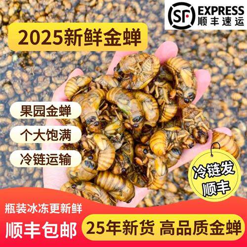 2025新鲜金蝉知了猴金蝉唐僧肉解了猴爬叉猴100只125.6元顺丰包邮