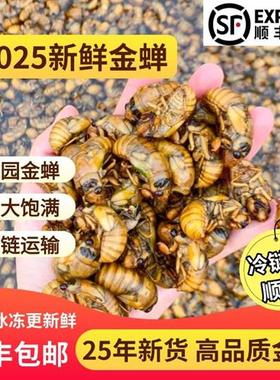 2025新鲜金蝉知了猴金蝉唐僧肉解了猴爬叉猴100只125.6元顺丰包邮