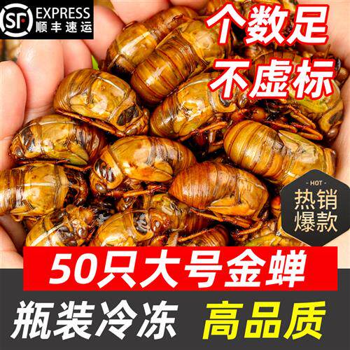 2025知瞭猴金蝉50祇新鲜蝉蛹鲜活爬叉猴爬蚱速冻野生山东知瞭幼虫