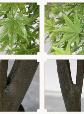 仿绿真绿植绿色枫树鸡摆爪槭枯件山水景观盆景假树落AMZ地仿真植