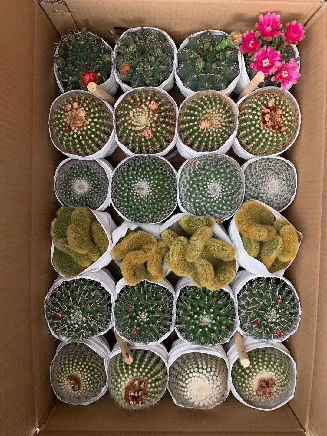 【基地直供】仙人球植物盆栽 居家花卉绿植盆栽 随机混色六色球