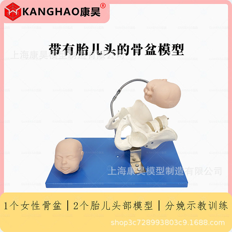 带有胎儿头的骨盆模型经济型助产模型分娩机制示教模型
