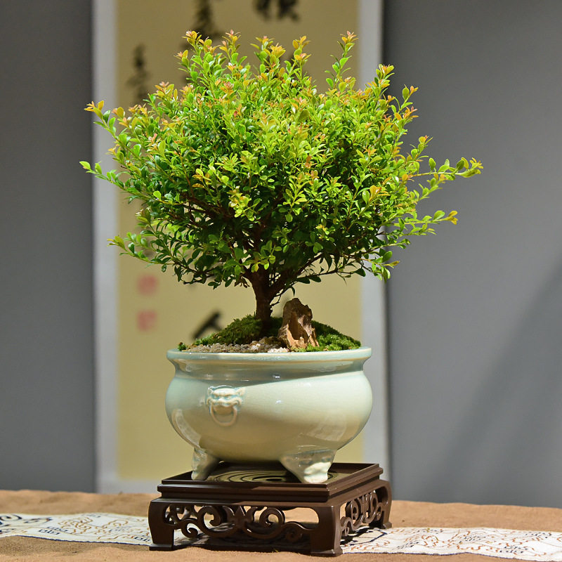 小叶赤楠盆景30-35cm植物四季常青室内家用摆件桌面绿植带盆盆栽