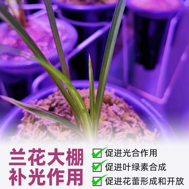 兰花抽促花芽专用光灯大棚阳台LE光D蓝紫散射光防水植物生补GUA长