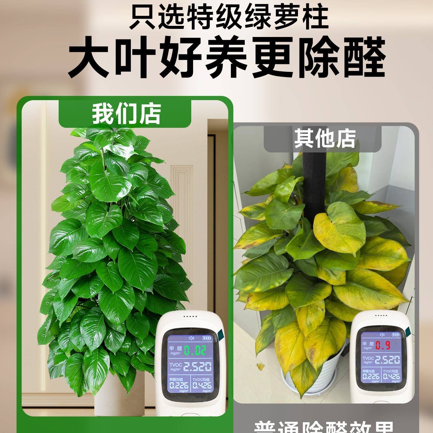 大叶绿萝柱盆客栽厅大型XLI绿植室内绿萝除甲空醛净化气大植物好