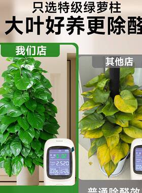 大叶绿萝柱盆客栽厅大型XLI绿植室内绿萝除甲空醛净化气大植物好