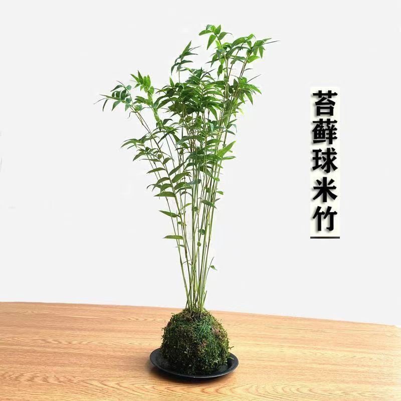 苔藓球植物水培盆景客厅室内桌面观赏竹子盆栽,鲜花速递/花卉仿真/绿植园艺,绿植,淘宝优惠券,粉丝福利购,淘宝优惠卷