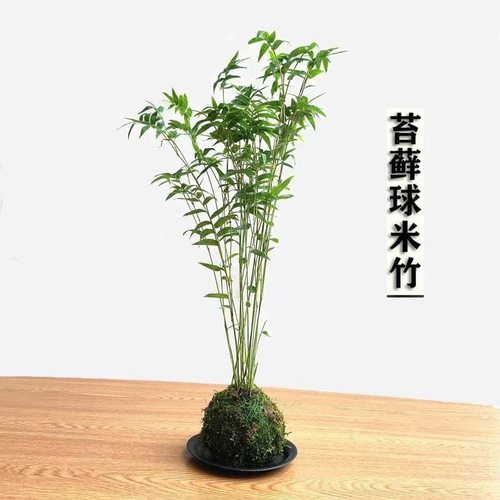 苔藓球植物水培盆景客厅室内桌面观赏竹子盆栽
