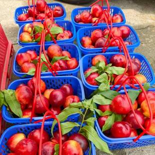 篮约5斤装 梅塑子料水果篮水子胶 果篮杨梅篮枇杷篮鸡蛋篮杨无品牌