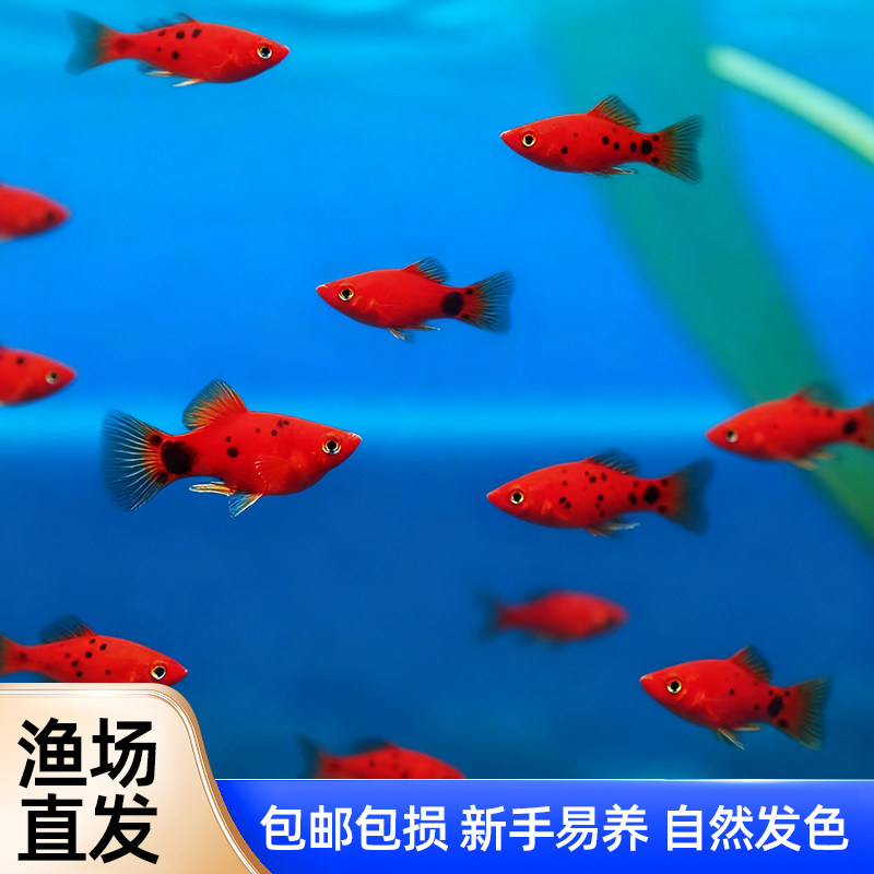 精品红米奇小型鱼活体观赏鱼小鱼胎生鱼热带鱼鱼苗新手好养耐活