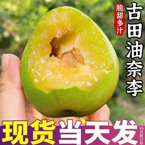 正宗古田油奈李5斤大果礼盒装当季新鲜现摘脱骨李脆甜青脆李包邮