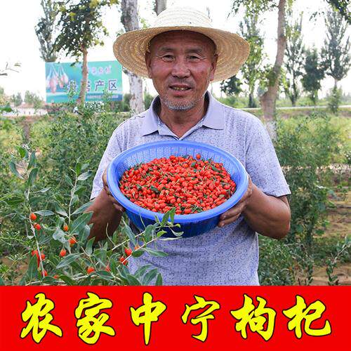 宁夏正宗中宁大粒枸杞农家头茬枸杞子枸杞王免洗苟杞子500克包邮
