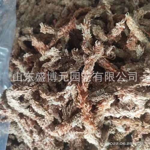 智利水苔无菌蝴蝶兰石斛兰花多肉食虫植物专用干苔藓