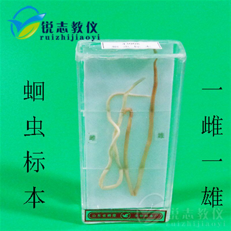 蛔虫浸制标本 J4119 初高中学生物模型实验器材 教学仪器 可开票