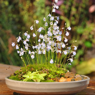 塔莎的花园 禾叶狸藻食虫植物盆栽小白兔蓝挖耳草水培花水生花卉