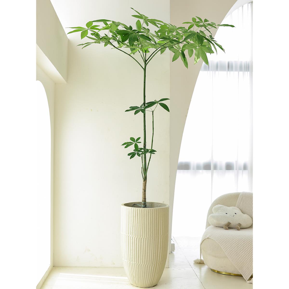 原生发财树盆栽室内植物客厅办公室八方来财玄关造景绿植大型旺宅