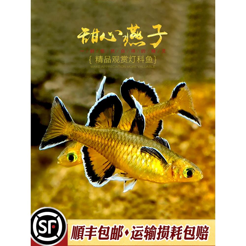 太平洋甜心燕子鱼热带鱼观赏鱼橘色蓝眼珍珠燕子美人七彩霓虹活体