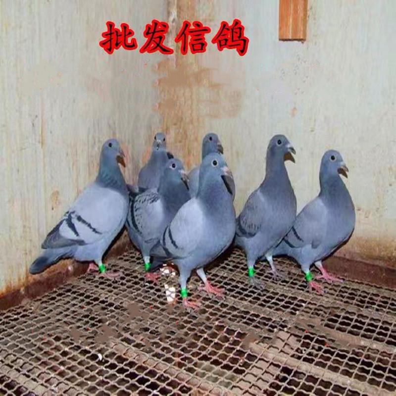 鸽子活体信鸽赛鸽天落鸟黑色信鸽火凤凰大红袍麒麟花纯白信鸽包邮