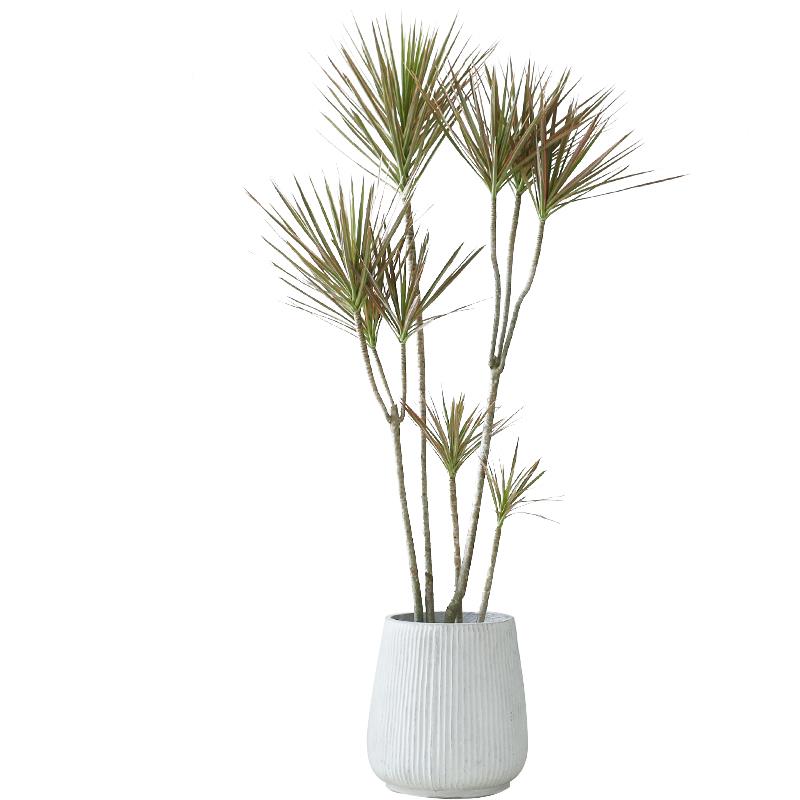 千年木客厅绿物植室内大栽办室EGG大型花卉公真植盆龙血树落地七