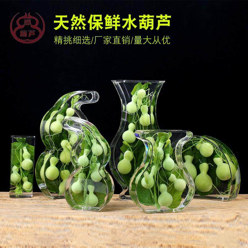 天然葫芦植物瓶子水生保鲜四级水养居家摆件客厅办公室玄关装饰礼