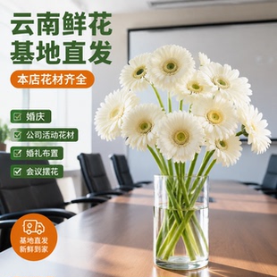 弗朗花鲜花云南基地直发扶郎花客厅水培插花拉丝卷边非洲菊鲜切花