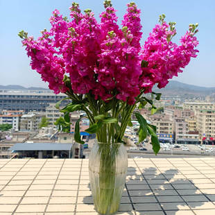 玫红紫罗兰鲜花云南基地直发室内水培插花昆明鲜花基地直批鲜切花