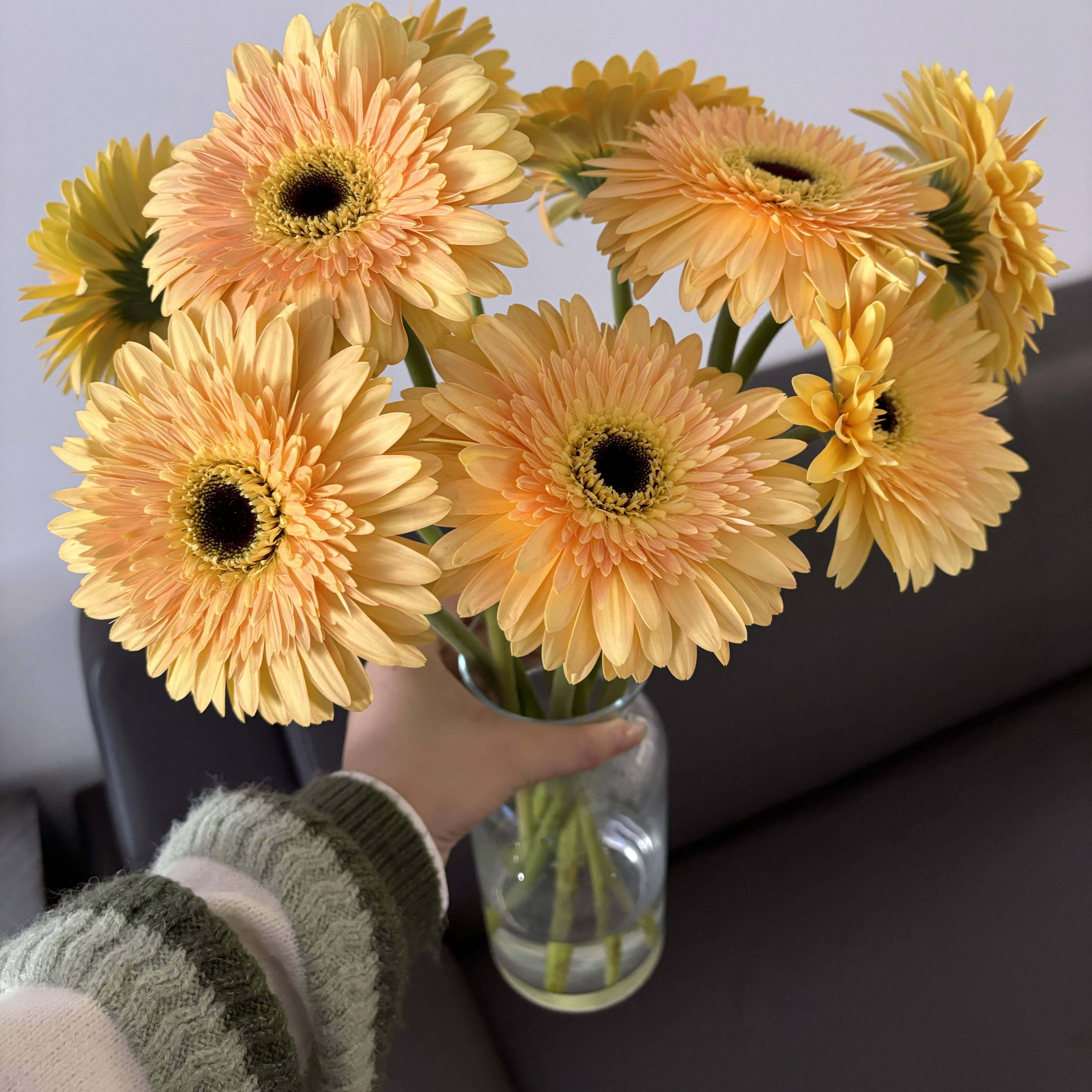 非洲菊香槟色鲜花配草鲜切花家庭水养插花瓶鲜花婚庆办公花店用花