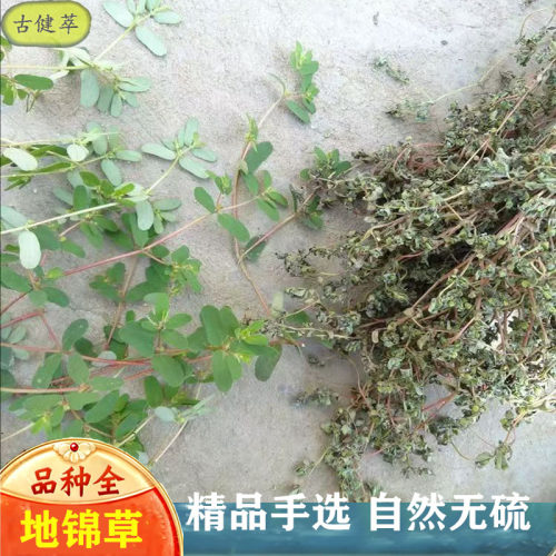地锦草中药材500g新鲜地锦草干货铺地锦草斑地锦草奶浆草血见愁粉