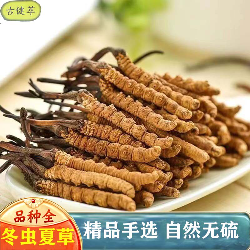 冬虫夏草2500条青海玉树高海拔雪山 高洁净虫草饱满无断草