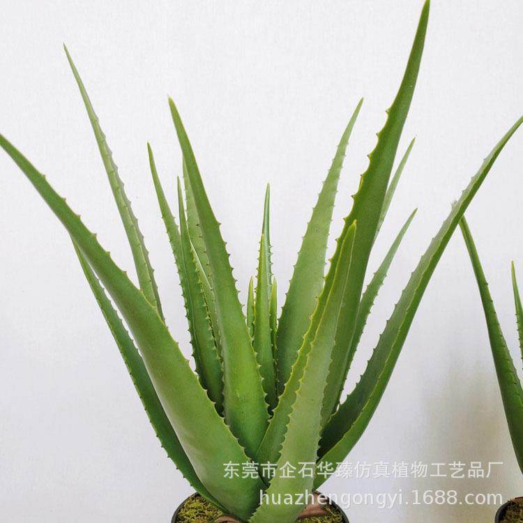 仿真多肉植物芦BVB内荟盆栽饰家居办公室室内装栽盆软装室造景配