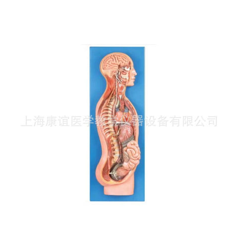 KAY/A18110交感神经系统模型 人体交感神经系统模型 自主神经系统