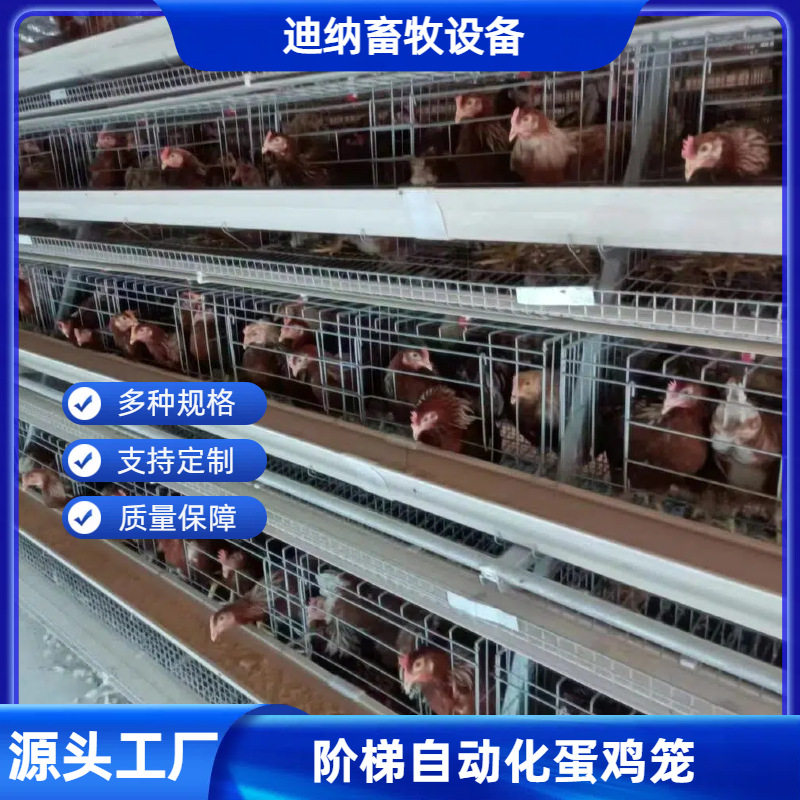 全自动阶梯蛋鸡笼养鸡养殖设备加背负式喂料机多层阶梯热镀锌