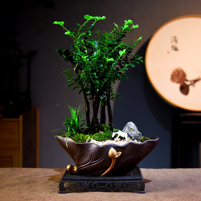 禅意/意境小叶黑骨茶紫檀盆栽植物室内客厅办公室好养绿植四季常