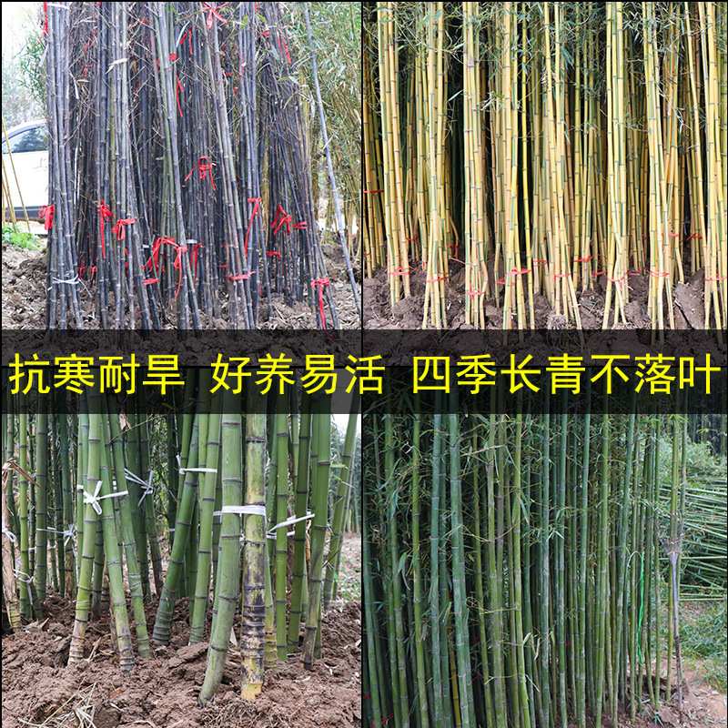 黄金竹苗 间黄金竹苗庭院阳台种植速生竹苗好养活四季常青