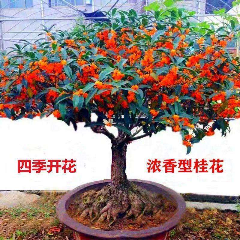 桂花树室内外金桂盆栽庭院浓香型花卉四季开花盆景丹桂绿植