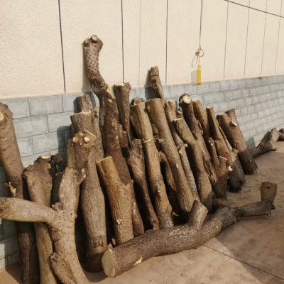 各种稀有米邦塔梨果单刺千本剑胭脂黄大刺仙人掌老桩10-100年团扇