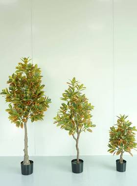 仿变榕色木真酒金感叶假植物盆景酒20220623店装饰造景小树室内落