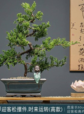 新中式真树人工造型迎客松花朵磁悬浮地柏盆景玄关客厅办公室摆件