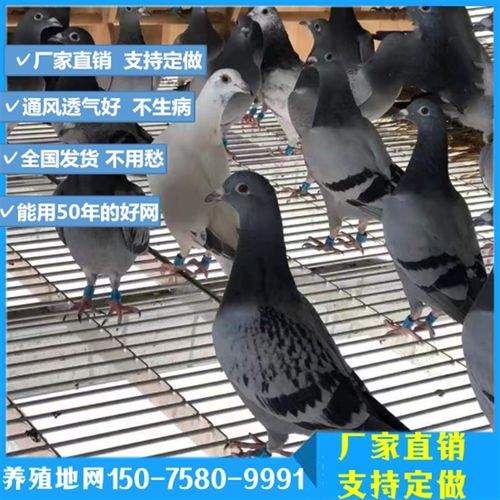 养殖地网 鸽舍漏粪板 镀锌地网 赛鸽养殖地排子 动物养殖场地板