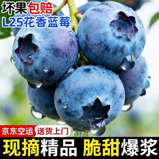 云南高山蓝莓鲜果礼盒装 花香L25蓝莓新鲜水果孕妇怡颗整箱 当季