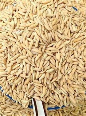 10斤带壳稻谷谷子水稻稻子粮食杂粮大米喂鸡鸭鹅鸽鸟仓鼠宠物饲料