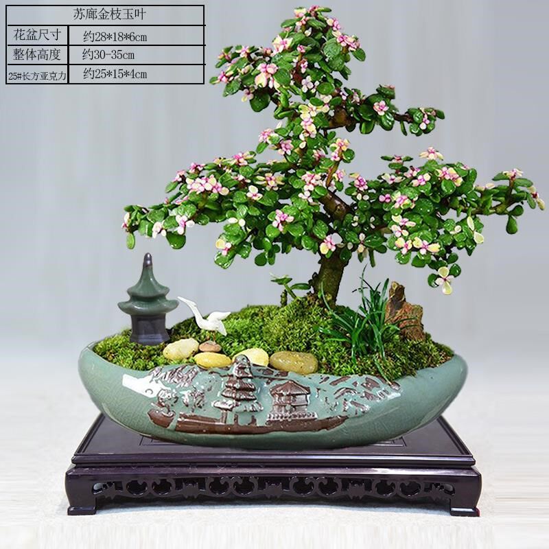 金枝玉叶盆栽老桩造型多肉盆景植物办公室内四季好养易活绿植花卉图片