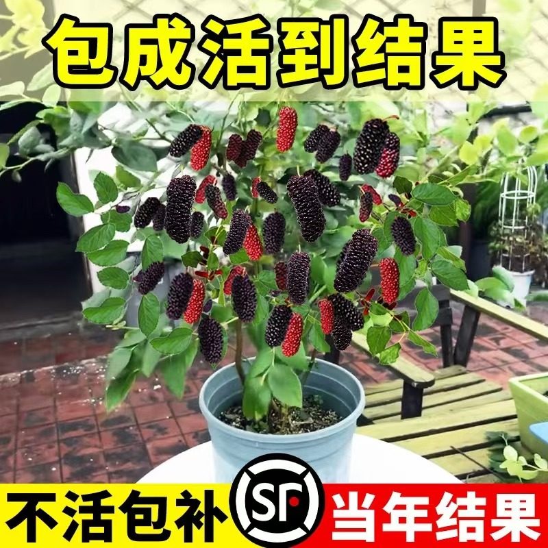 桑葚树苗台湾无籽十大桑果树苗南方北方盆栽地栽四季种植当年结果
