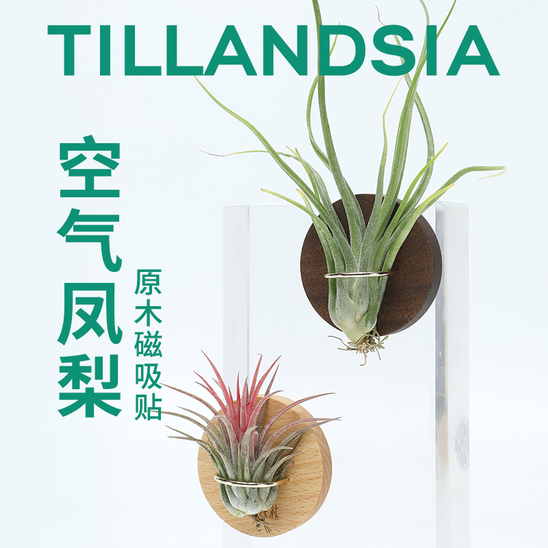 空气凤梨冰箱贴绿植磁贴创意无土盆栽室内挂墙壁挂墙贴植物装饰