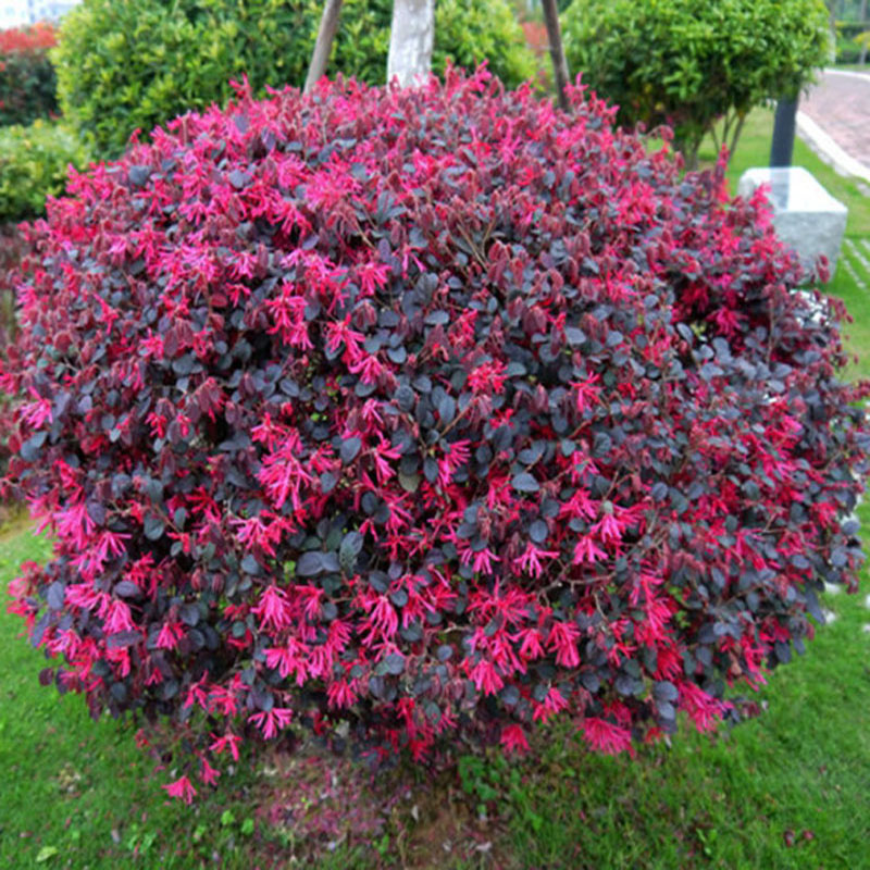 红花继木球红g叶石楠球树苗冬青黄杨金森女贞海桐球庭院工程绿化