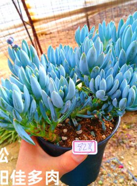 蓝松多肉  小老桩  大型蓝色多肉  裸根  室内 阳台  沈阳佳多肉