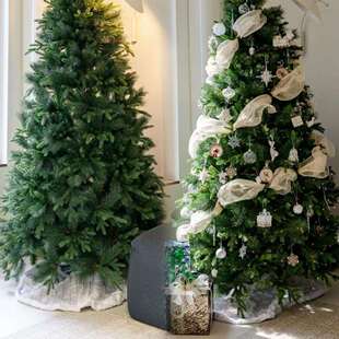 真的圣诞树真树真树活云杉室内挪威圣诞节盆栽真正松树绿植诺贝