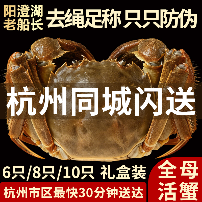 母蟹阳澄湖老船长大闸蟹鲜活螃蟹