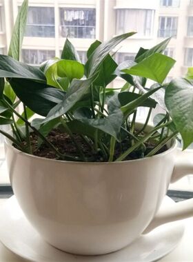 58元时尚简约陶瓷超大咖啡杯带托盘花盆 多肉花盆 家居绿植景观盆